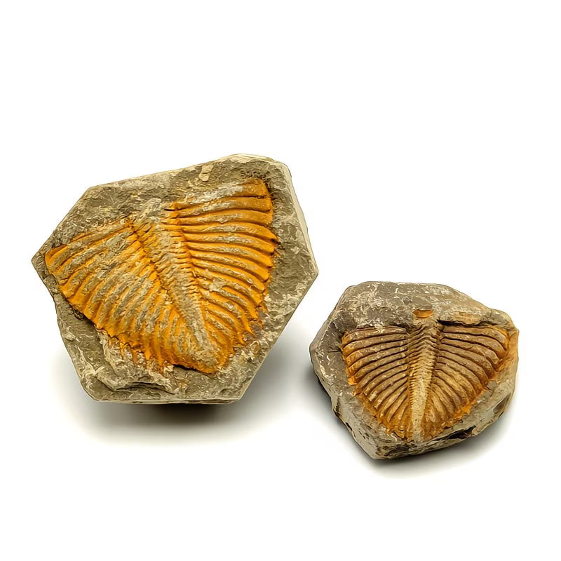Realistic Trilobite Fossil Replica – Decorative Fossil Model