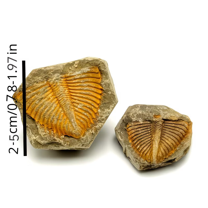 Realistic Trilobite Fossil Replica – Decorative Fossil Model